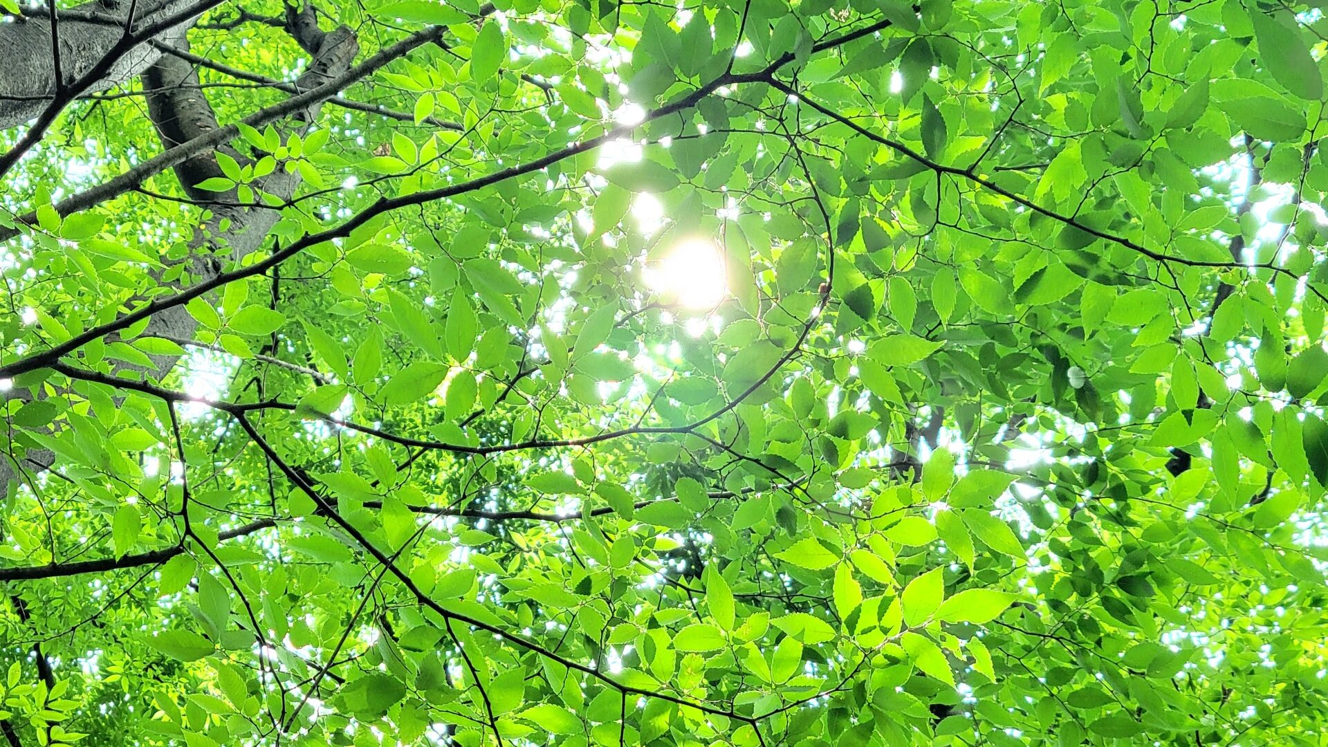 プロフィール背景画像