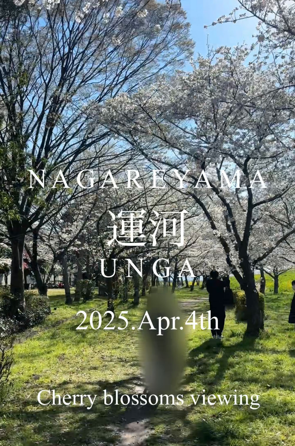 流山市桜スポット：運河の【におどり公園】（動画リンク付き）