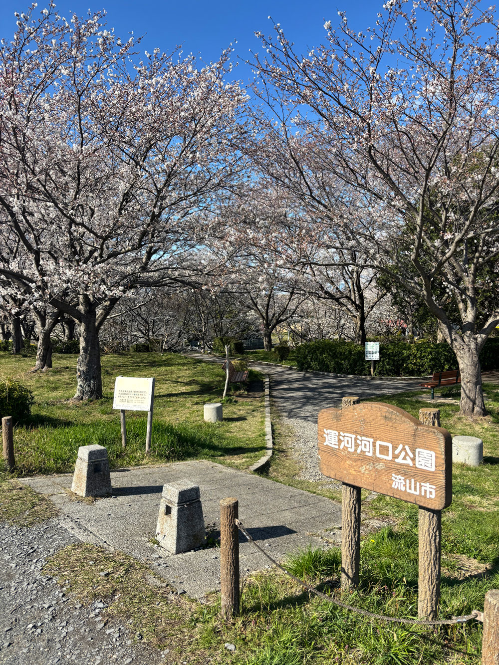 流山市桜スポット:運河の【運河河口公園】