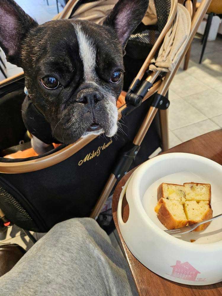 動物に会えるカフェ：Dogpark＆Cafe TENTEN（テンテン）の看板犬