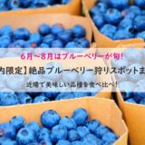 【流山６月～８月はブルーベリーが旬】市内限定絶品ブルーベリー狩りスポットまとめ－近場で美味しい品種を食べ比べ！