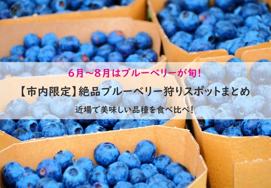 【流山６月～８月はブルーベリーが旬】市内限定絶品ブルーベリー狩りスポットまとめ－近場で美味しい品種を食べ比べ！