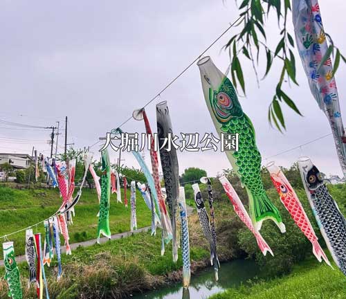 流山市の「大堀川水辺公園」でこいのぼり散歩