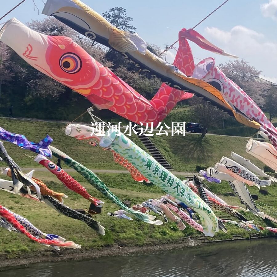 流山市の「運河水辺公園」でこいのぼり散歩