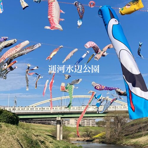 流山市の「運河水辺公園」でこいのぼり散歩
