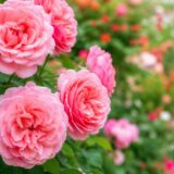 【2026年版】流山から行ける薔薇スポットおすすめ４選｜見頃・駐車場情報も