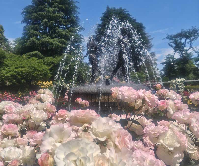市川市の歴史ある薔薇スポット|里見公園バラ園の見どころ|噴水エリア