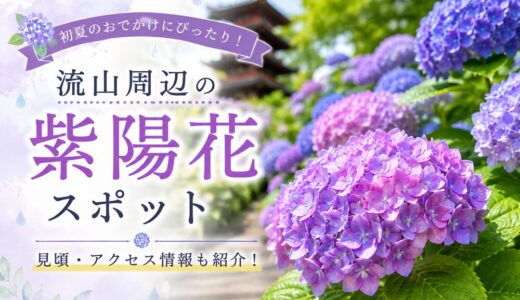 【2026年版】流山周辺の紫陽花スポット4選｜本土寺・あじさい通り・柏の葉公園の見頃情報