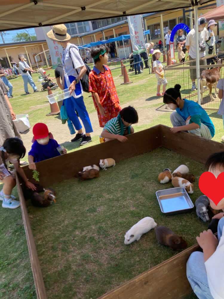 附属幼稚園の子どもの庭マルシェ:まちの動物園による動物ふれあいコーナーの様子(モルモット)